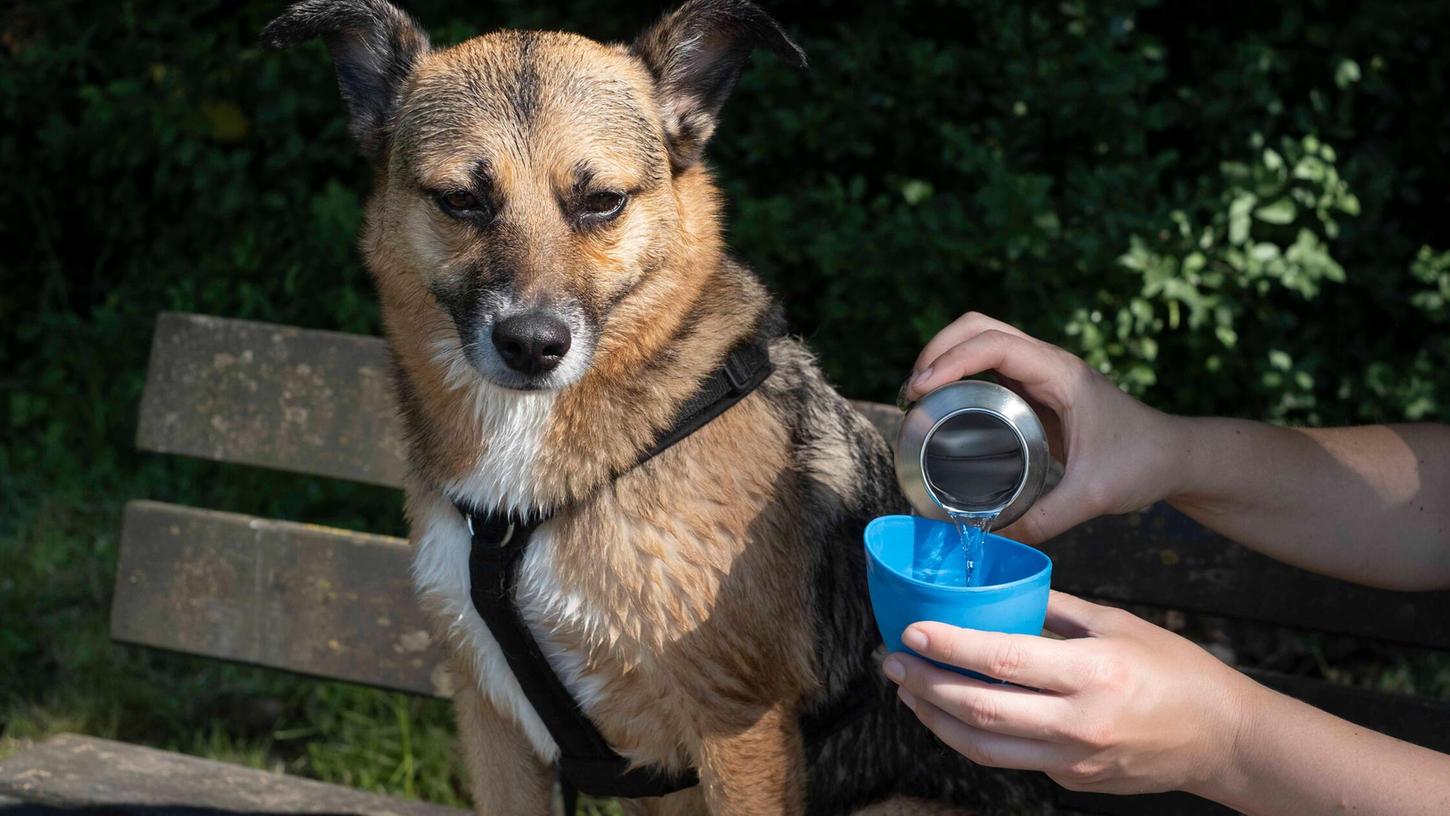 Bei großer Hitze sollten Hundebesitzer stets Wasser zum Trinken für ihren Vierbeiner bei sich tragen. Bei großer Hitze sollten Hundebesitzer stets Wasser zum Trinken für ihren Vierbeiner bei sich tragen.