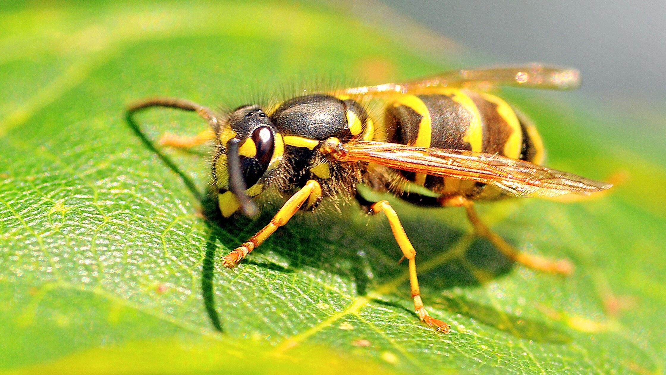 Tipps und Tricks Expertin verrät, wie Sie Wespen am besten vertreiben