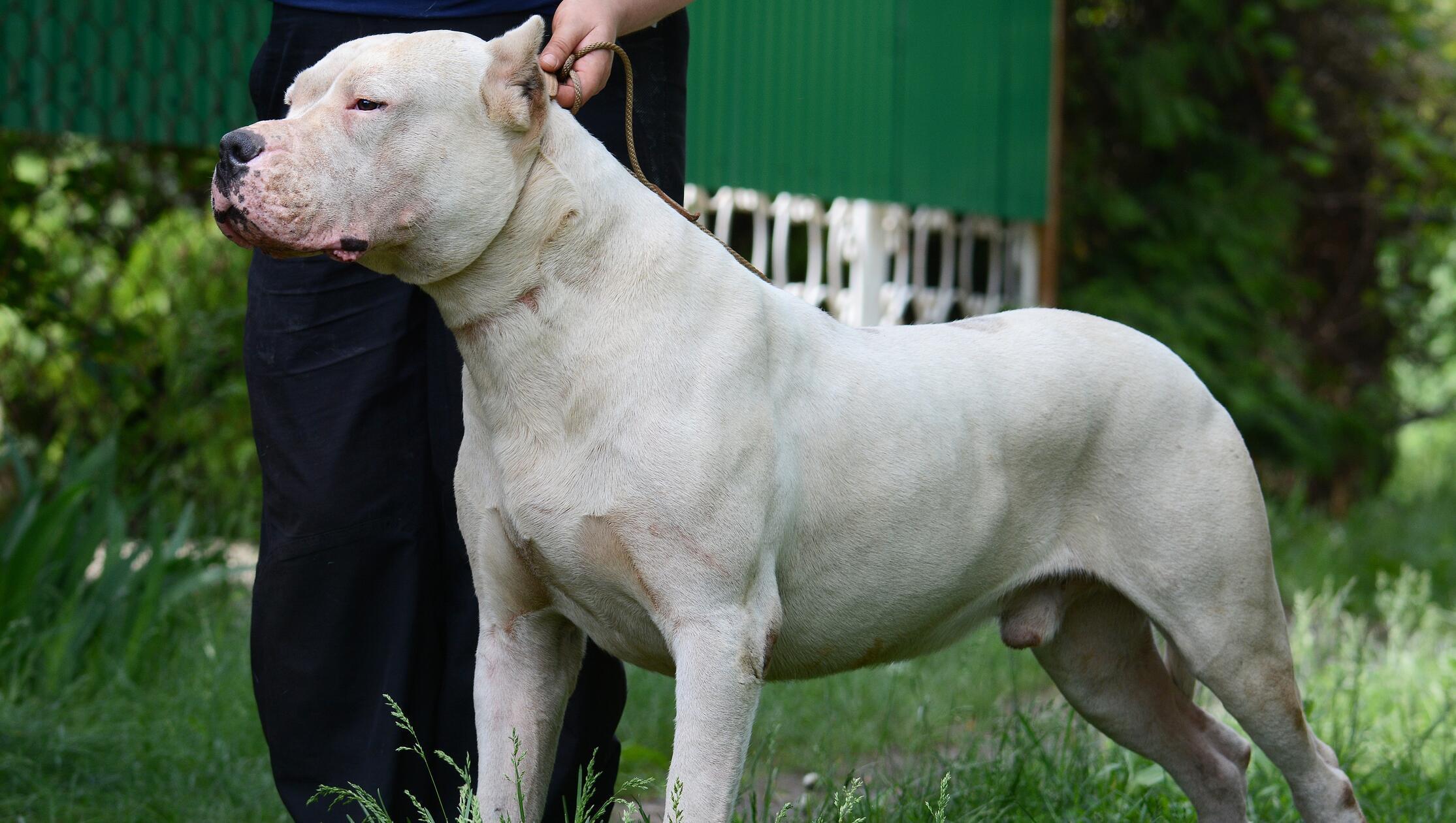 Stundenlanges Gebell: Polizei stellt Kampfhund sicher - nun muss er ins Tierheim