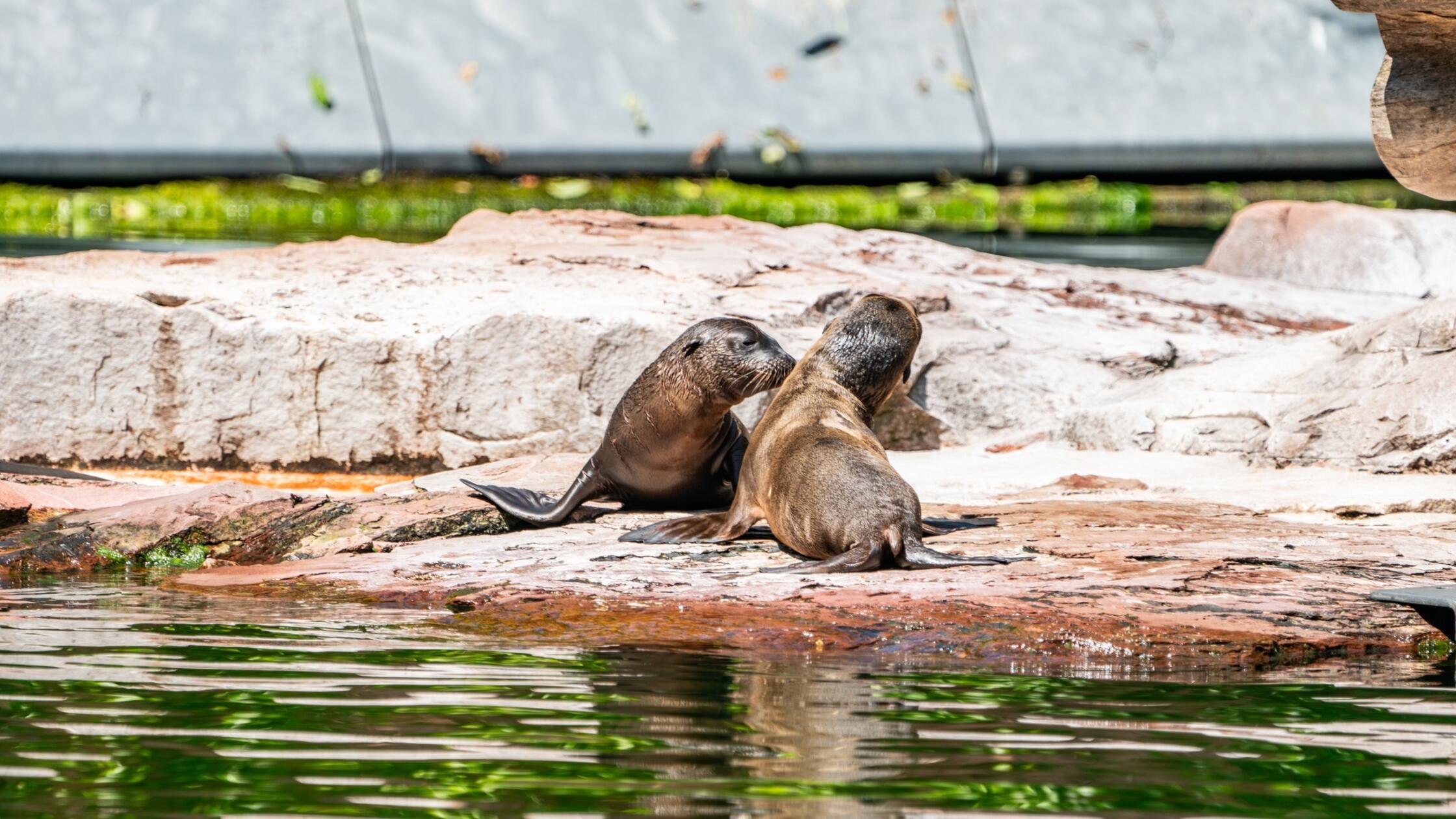 J&uuml;ngste Bewohnerinnen im Aquapark des N&uuml;rnberger Tiergartens: Drei Seel&ouml;wen-Babys zur Welt gekommen