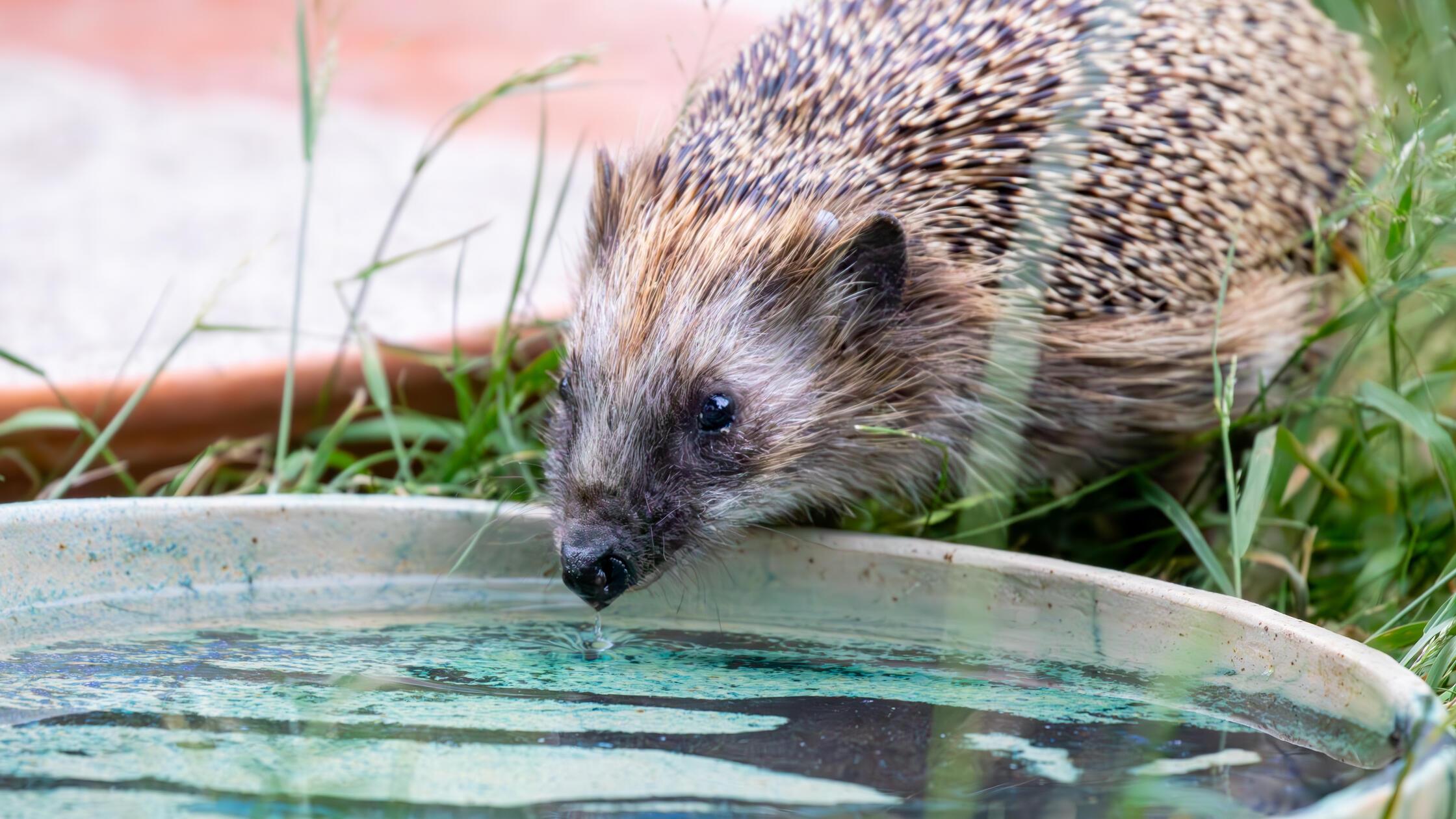 Was wird das &bdquo;Sommerloch-Tier &acute;2024&ldquo; in Roth und Schwabach? Vielleicht Harrys Igel?