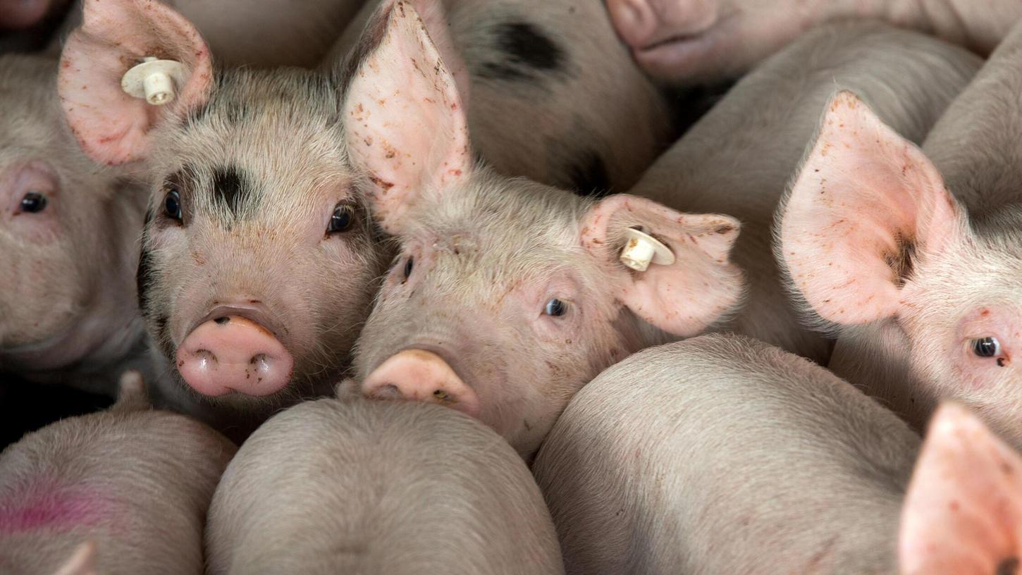 Zu Hunderten waren Ferkel in einen Lkw geladen worden, deutlich mehr als erlaubt. Auf der A3 bei Parsberg kontrollierte die Polizei den Transporter. Zu Hunderten waren Ferkel in einen Lkw geladen worden, deutlich mehr als erlaubt. Auf der A3 bei Parsberg kontrollierte die Polizei den Transporter.