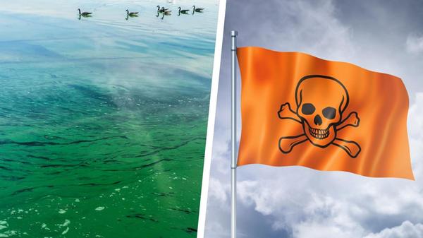 2024-08-09_15-42_collage