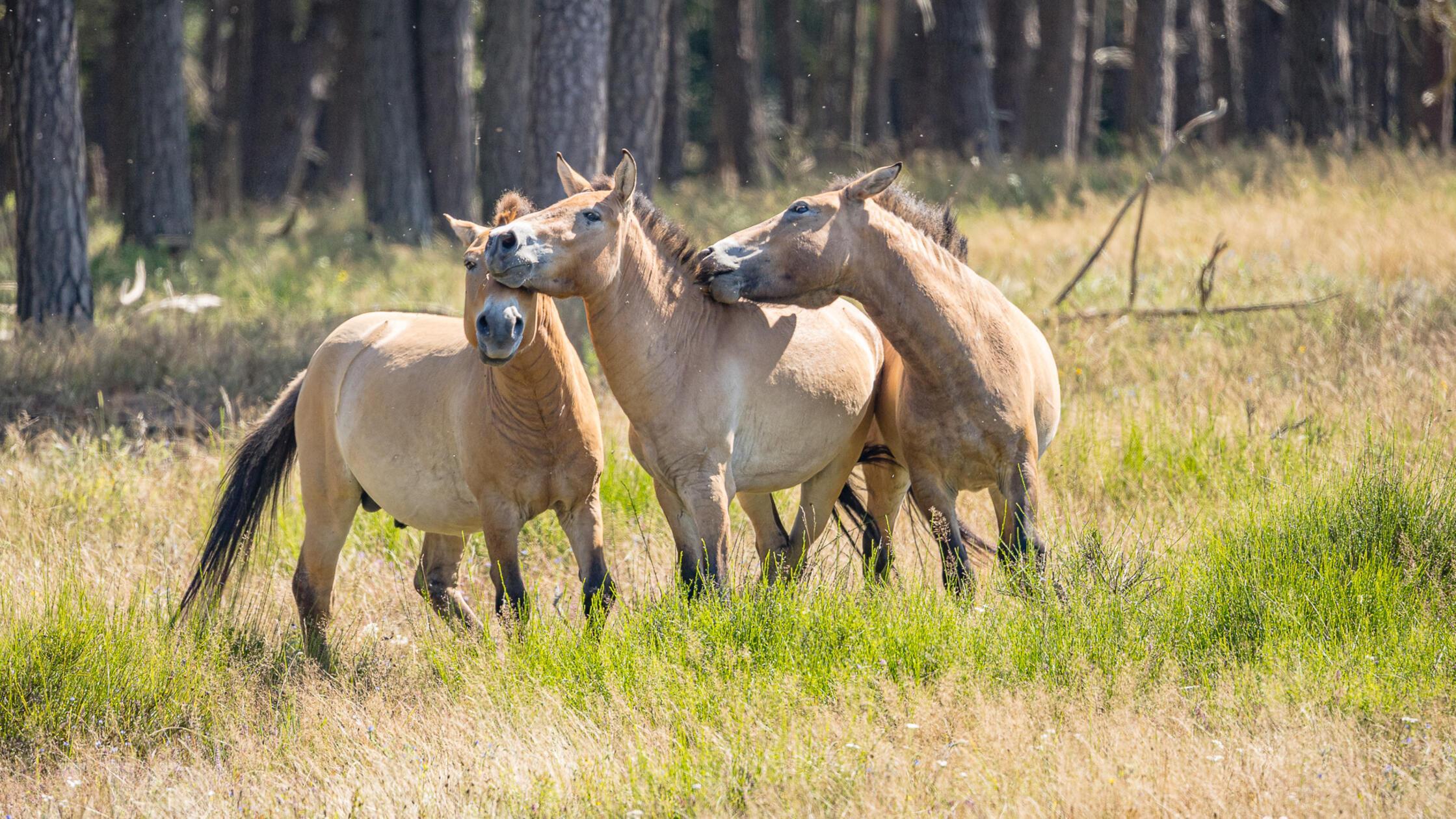 Hengst-Wechsel im Tennenloher Forst: Yper fiel negativ auf, Danjo bringt jetzt neuen Schwung