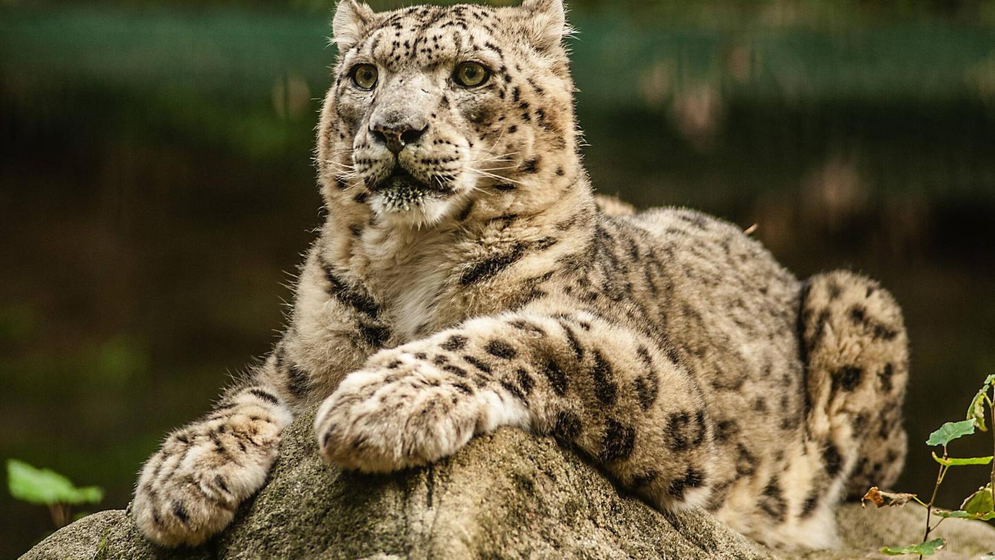 Der Schneeleopardenkater Indra im Tiergarten Nürnberg. Der Schneeleopardenkater Indra im Tiergarten Nürnberg.