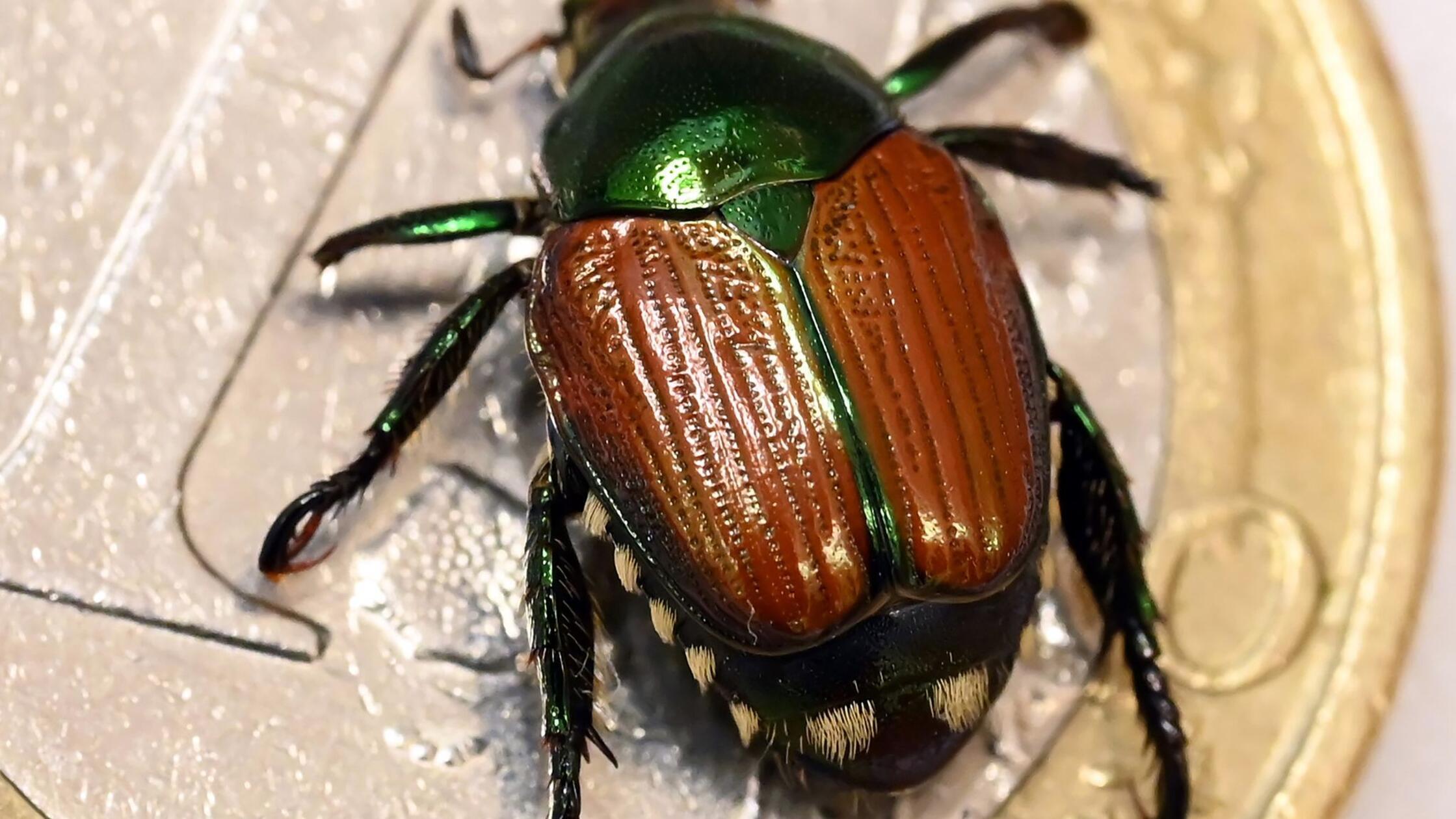 Sch&auml;dlicher Japank&auml;fer gefunden - erstmals in Bayern best&auml;tigt