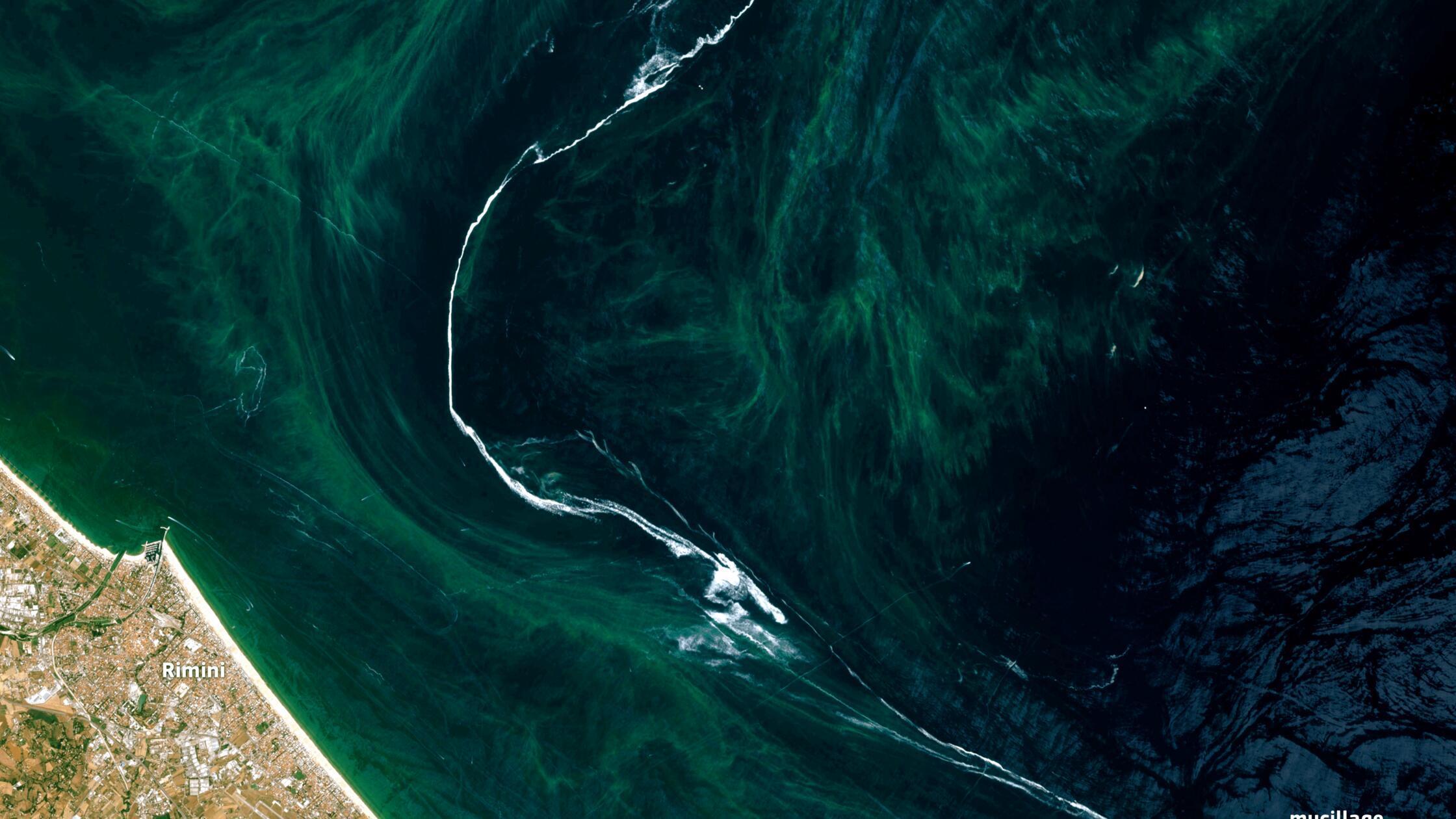 20240811_BloomInTheAdriaticSea-min