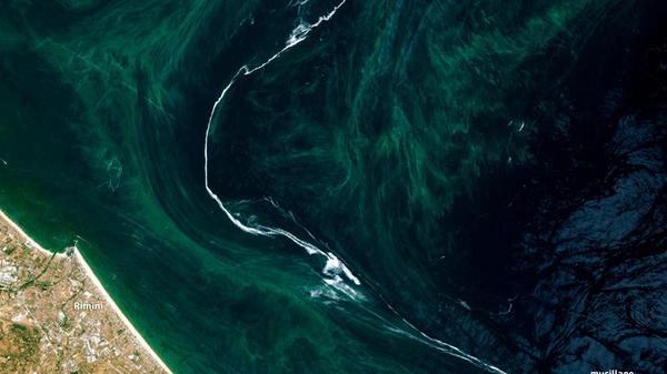 20240811_BloomInTheAdriaticSea-min