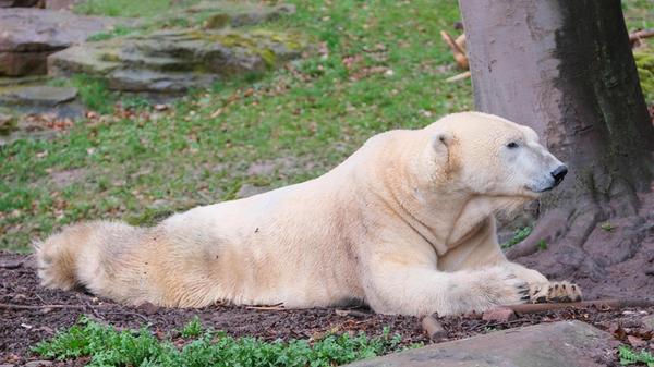 Eisbär Tiergarten Nürnberg-ink-230324