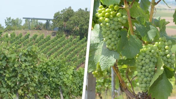 2024-08-15_09-24_collage