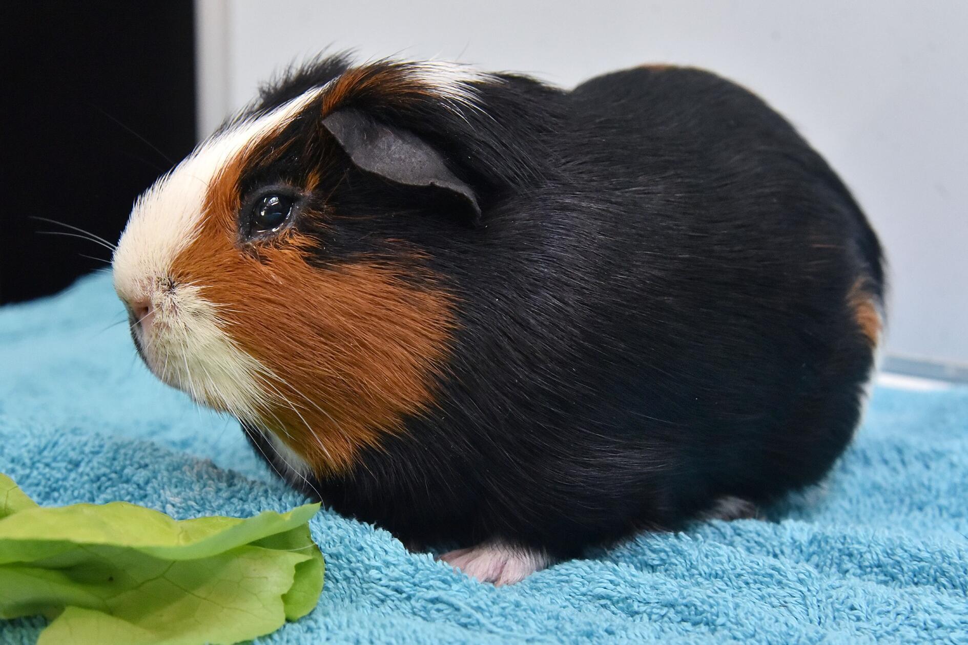 Chicco ist ein eher schüchternes, unkastriertes, 2 Jahre altes Meerschweinchen-Böckchen, der aber in der Gruppe mit Artgenossen aufblüht.