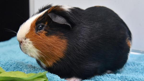 Chicco ist ein eher schüchternes, unkastriertes, 2 Jahre altes Meerschweinchen-Böckchen, der aber in der Gruppe mit Artgenossen aufblüht.