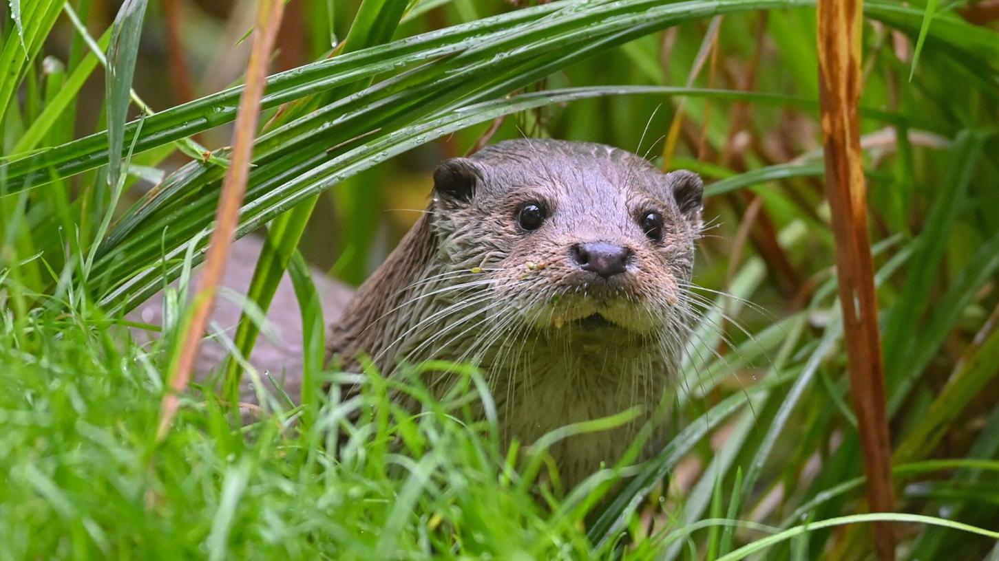 In Bayern gibt es zwei neue Fischotter-Verordnungen. In Bayern gibt es zwei neue Fischotter-Verordnungen.