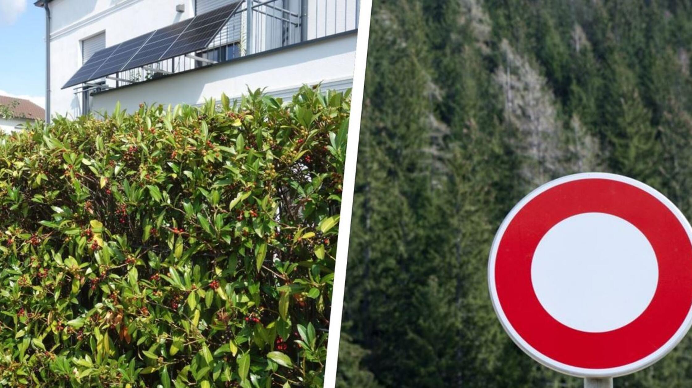 Hecken-Hammer: Beliebtes Nachbarland verbietet Kirschlorbeer - zieht  Deutschland hier nach?