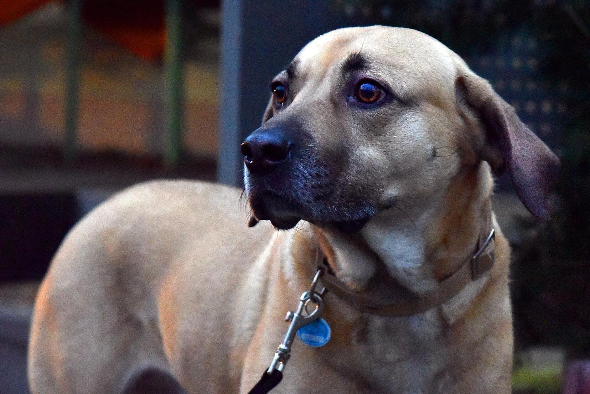 Hundedame „Amelie“ ist eine 2016 geborene Mischlingshündin. Sie ist anfangs zwar etwas unsicher, fasst aber relativ schnell Vertrauen. Amelie ist aufgrund ihres starken Beschützerinstinkts nicht für Familien mit kleinen Kindern geeignet. In ihrem neuen Haushalt sollten sich keine Katzen oder andere Hunde befinden. Optimal wäre es, wenn die neuen Besitzer schon über Hundeerfahrung verfügen.