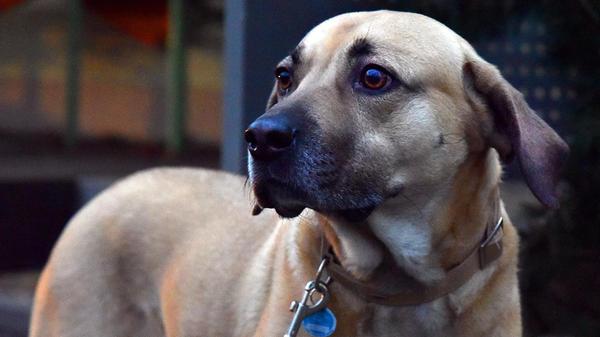 Hundedame „Amelie“ ist eine 2016 geborene Mischlingshündin. Sie ist anfangs zwar etwas unsicher, fasst aber relativ schnell Vertrauen. Amelie ist aufgrund ihres starken Beschützerinstinkts nicht für Familien mit kleinen Kindern geeignet. In ihrem neuen Haushalt sollten sich keine Katzen oder andere Hunde befinden. Optimal wäre es, wenn die neuen Besitzer schon über Hundeerfahrung verfügen.