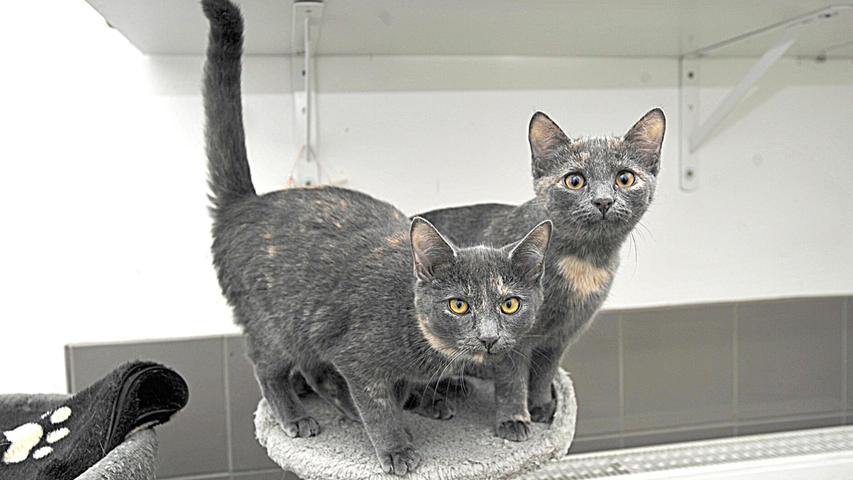 Drei Kätzchen kamen mit ihrer Mutter Ende September 2024 als Fundtiere ins Tierheim Neumarkt, aber es hat sich nie ein Besitzer gemeldet. Die Katzenmutter wurde inzwischen in ein liebevolles Zuhause vermittelt, und nun sind auch die im August 2024 geborenen Schwestern Enya und Effi, mit dem grau-cremefarbenen Fell, umzugsbereit. Sie werden nur zu zweit vermittelt. Da zwei Kätzchen zwar doppeltes Glück bedeuten, aber mitunter auch doppelten Unsinn, was die mögliche Zweckentfremdung von Teilen der Wohnungseinrichtung betrifft, sollten die neuen Menschen genügend Zeit für die Katzenkinder haben. Und da die Geschwister sicher später Freigang möchten, sollte das neue Domizil ein verkehrsberuhigt gelegenes Häuschen mit Garten sein. Drei Kätzchen kamen mit ihrer Mutter Ende September 2024 als Fundtiere ins Tierheim Neumarkt, aber es hat sich nie ein Besitzer gemeldet. Die Katzenmutter wurde inzwischen in ein liebevolles Zuhause vermittelt, und nun sind auch die im August 2024 geborenen Schwestern Enya und Effi, mit dem grau-cremefarbenen Fell, umzugsbereit. Sie werden nur zu zweit vermittelt. Da zwei Kätzchen zwar doppeltes Glück bedeuten, aber mitunter auch doppelten Unsinn, was die mögliche Zweckentfremdung von Teilen der Wohnungseinrichtung betrifft, sollten die neuen Menschen genügend Zeit für die Katzenkinder haben. Und da die Geschwister sicher später Freigang möchten, sollte das neue Domizil ein verkehrsberuhigt gelegenes Häuschen mit Garten sein.