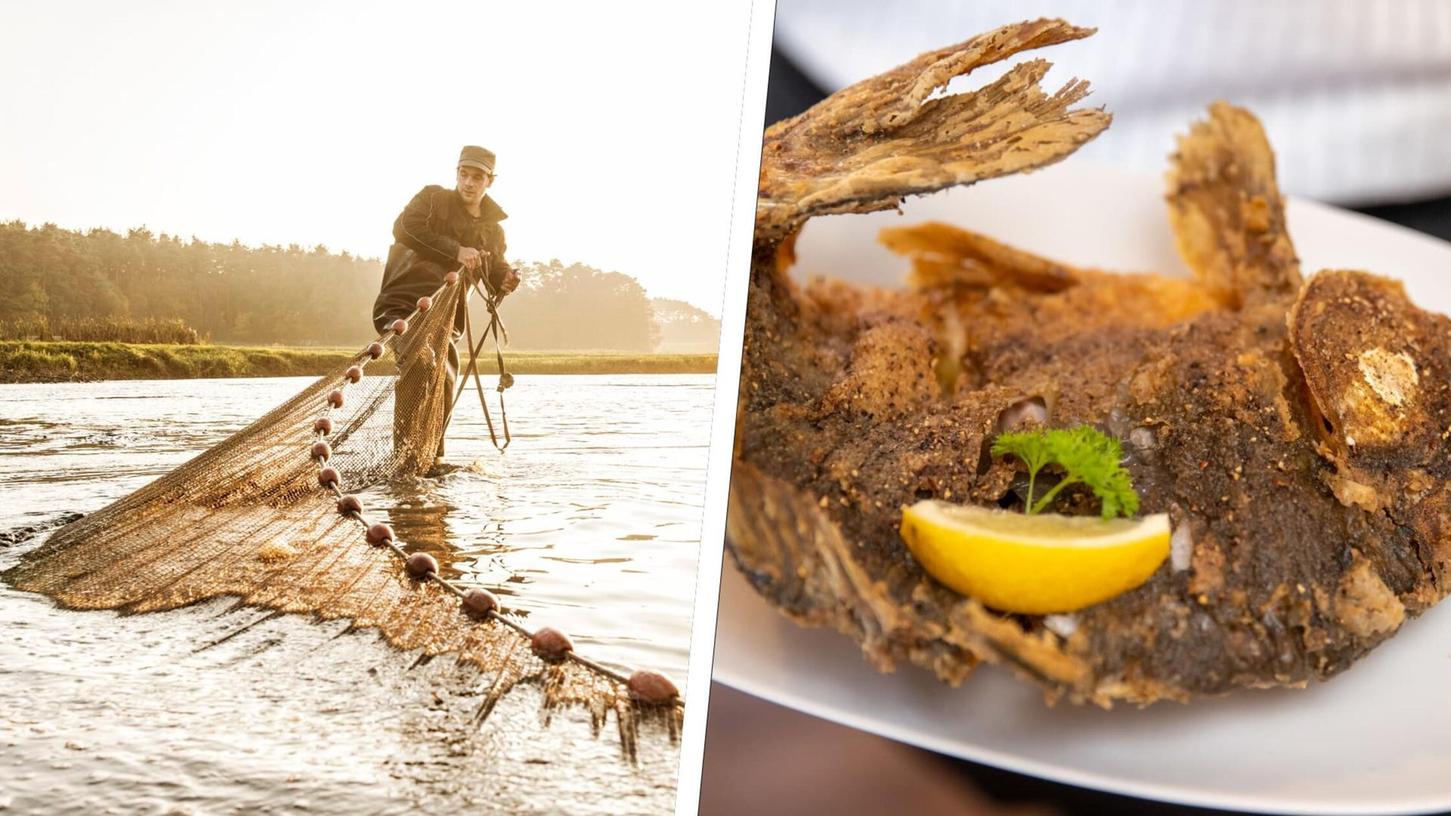 Die Karpfensaison beginnt im September wieder. Die Karpfensaison beginnt im September wieder.