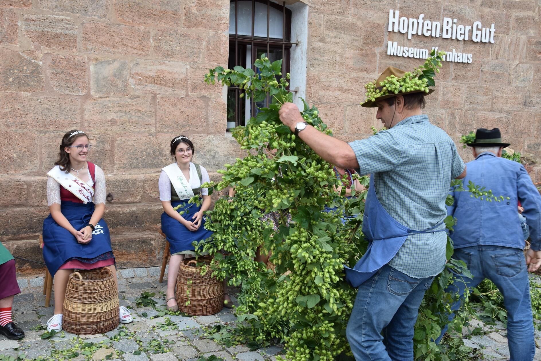 In Spalt dreht sich am Wochenende alles um Hopfen. Besucher des "HopfenZupferFestes" haben die Möglichkeit, von Freitag, 30. August, bis Sonntag, 1. September, an Brau-Kursen und Hopfengarten-Führungen teilzunehmen und bei Live-Musik Spalter Bier sowie Kaffee und Kuchen genießen.