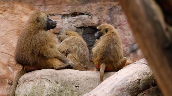 Pavian_hip_200824_10