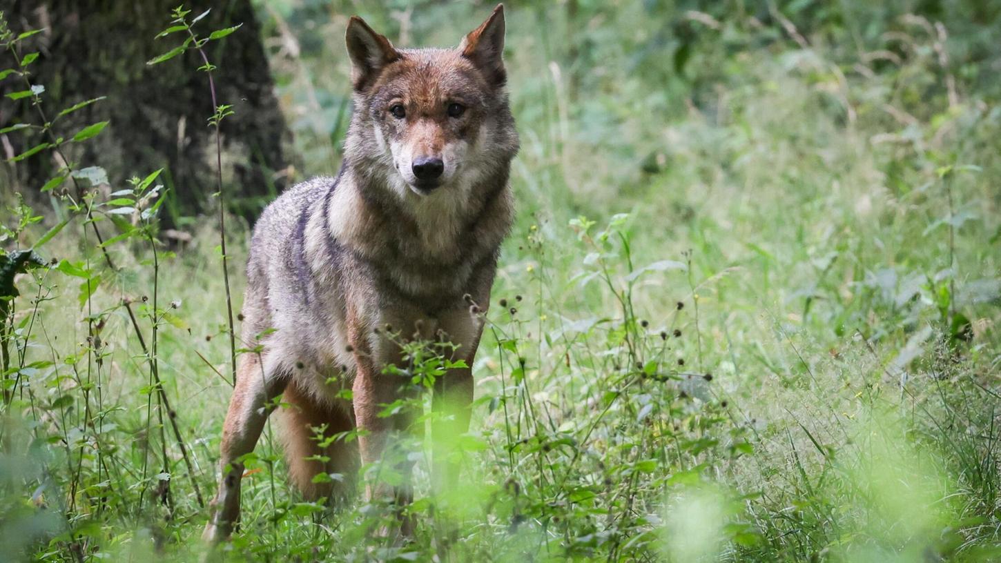 Eine ausgewachsener weiblicher Wolf steht in seinem Gehege im Tierpark. Eine ausgewachsener weiblicher Wolf steht in seinem Gehege im Tierpark.