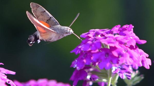 imago images 0752327457