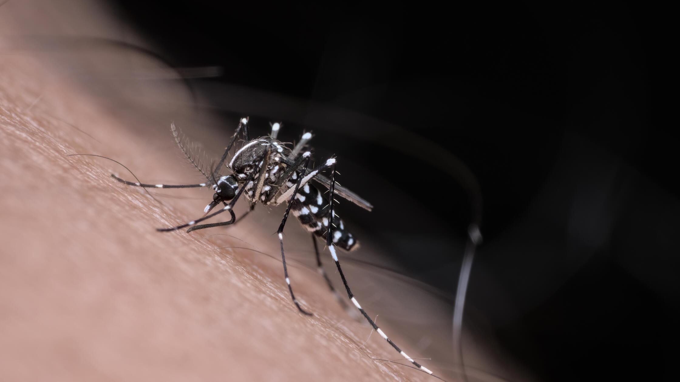 Asian tiger mosquito bites a hairy human skin