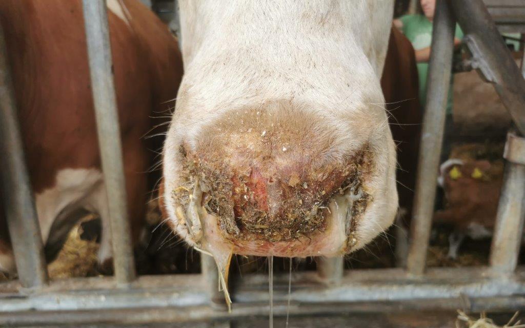 Blauzungenkrankheit auch im Nürnberger Land – zwei Betriebe sind betroffen