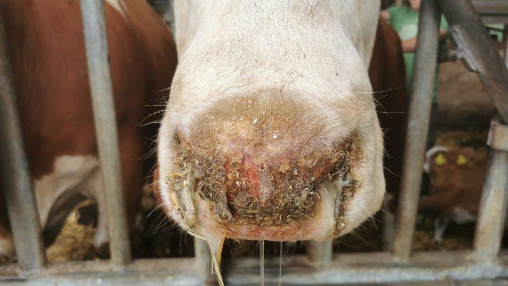 Blauzungenkrankheit auch im Nürnberger Land – zwei Betriebe sind betroffen