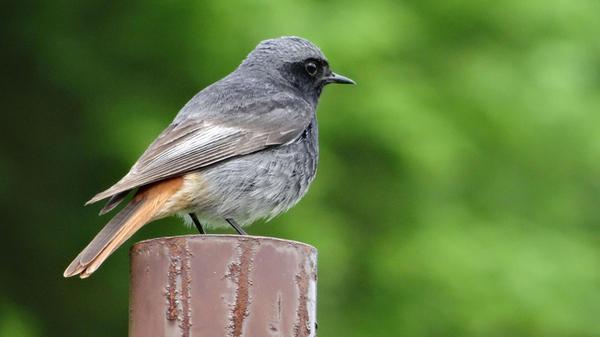 Hausrotschwanz-Maria-Bauer-lbv-männchen