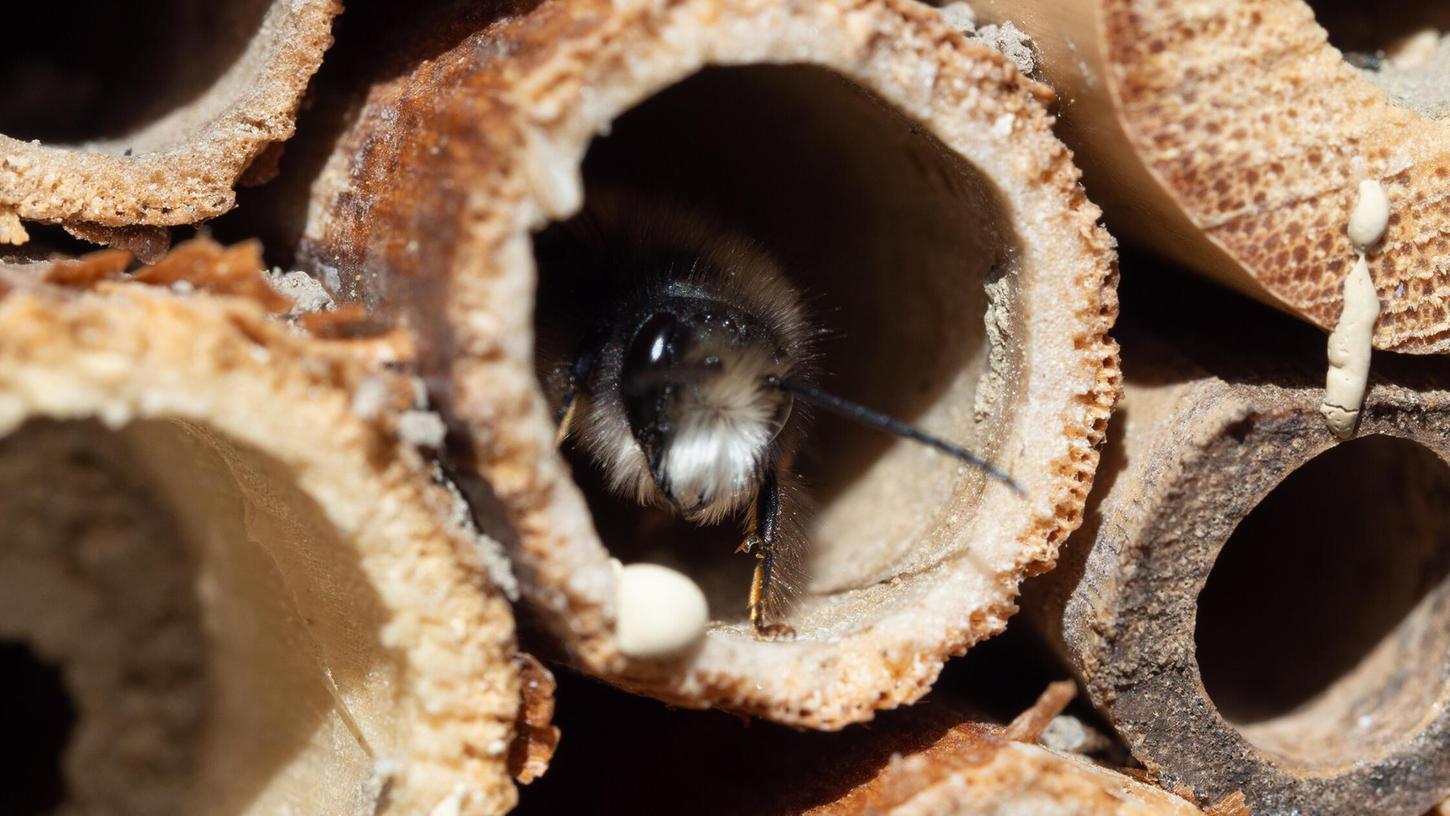 Mit einem Insektenhotel können Sie Bienen und anderen Insekten ein sicheres Zuhause bieten. Mit einem Insektenhotel können Sie Bienen und anderen Insekten ein sicheres Zuhause bieten.