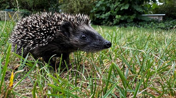 Igel