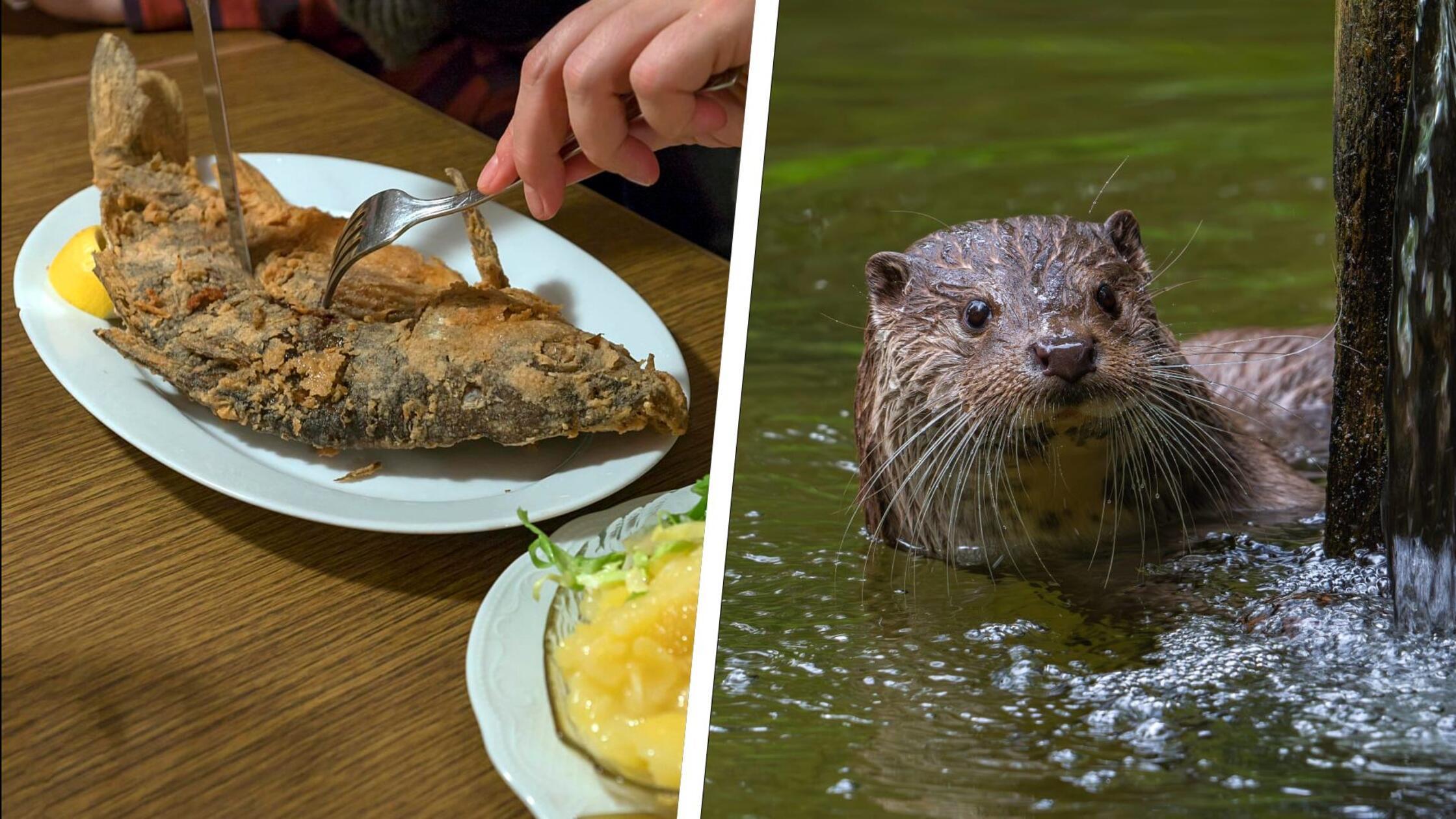 Karpfen-heuer-teuer-Teichwirte-in-Oberfranken-erwarten-maue-Ernte-trotz-guter-Ausgangslage