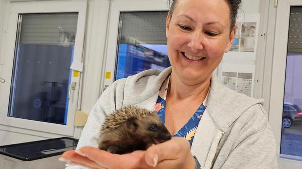 Wilhelmsdorfer Stachelritter