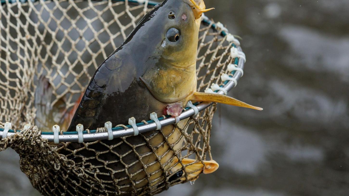 Ein Karpfen liegt zur Eröffnung der bayerischen Karpfensaison beim Abfischen eines Teiches in einem Kescher. (zu dpa: "Untersuchung: Karpfen nicht mit Antibiotika belastet") Ein Karpfen liegt zur Eröffnung der bayerischen Karpfensaison beim Abfischen eines Teiches in einem Kescher. (zu dpa: "Untersuchung: Karpfen nicht mit Antibiotika belastet")