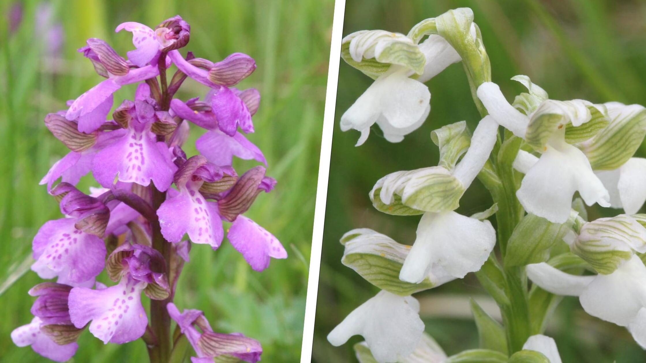 Eine Nrnberger Orchidee braucht Hilfe: So engagieren sich Naturschtzer  fr das Kleine Knabenkraut