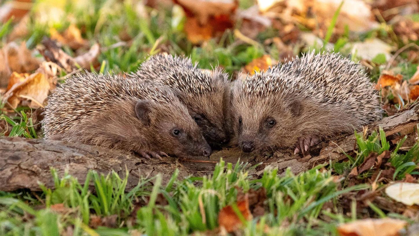 Drei junge Igel im herbstlichen Garten: Der LBV ruft zum Zählen auf und gibt Tipps, um den Tieren das Überwintern zu erleichtern. Drei junge Igel im herbstlichen Garten: Der LBV ruft zum Zählen auf und gibt Tipps, um den Tieren das Überwintern zu erleichtern.