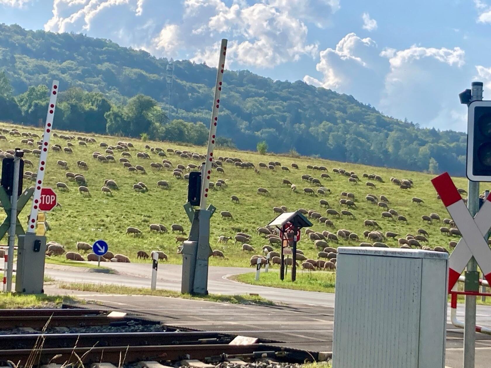 „Schäfchen zählen“, schreibt unser Leserfotograf Harald Thiel über sein Foto, aufgenommen gegenüber dem Abzweig nach Eschenbach.