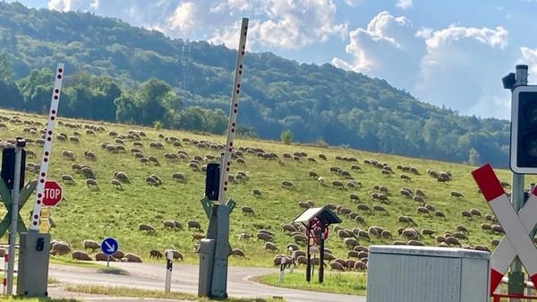 „Schäfchen zählen“, schreibt unser Leserfotograf Harald Thiel über sein Foto, aufgenommen gegenüber dem Abzweig nach Eschenbach.