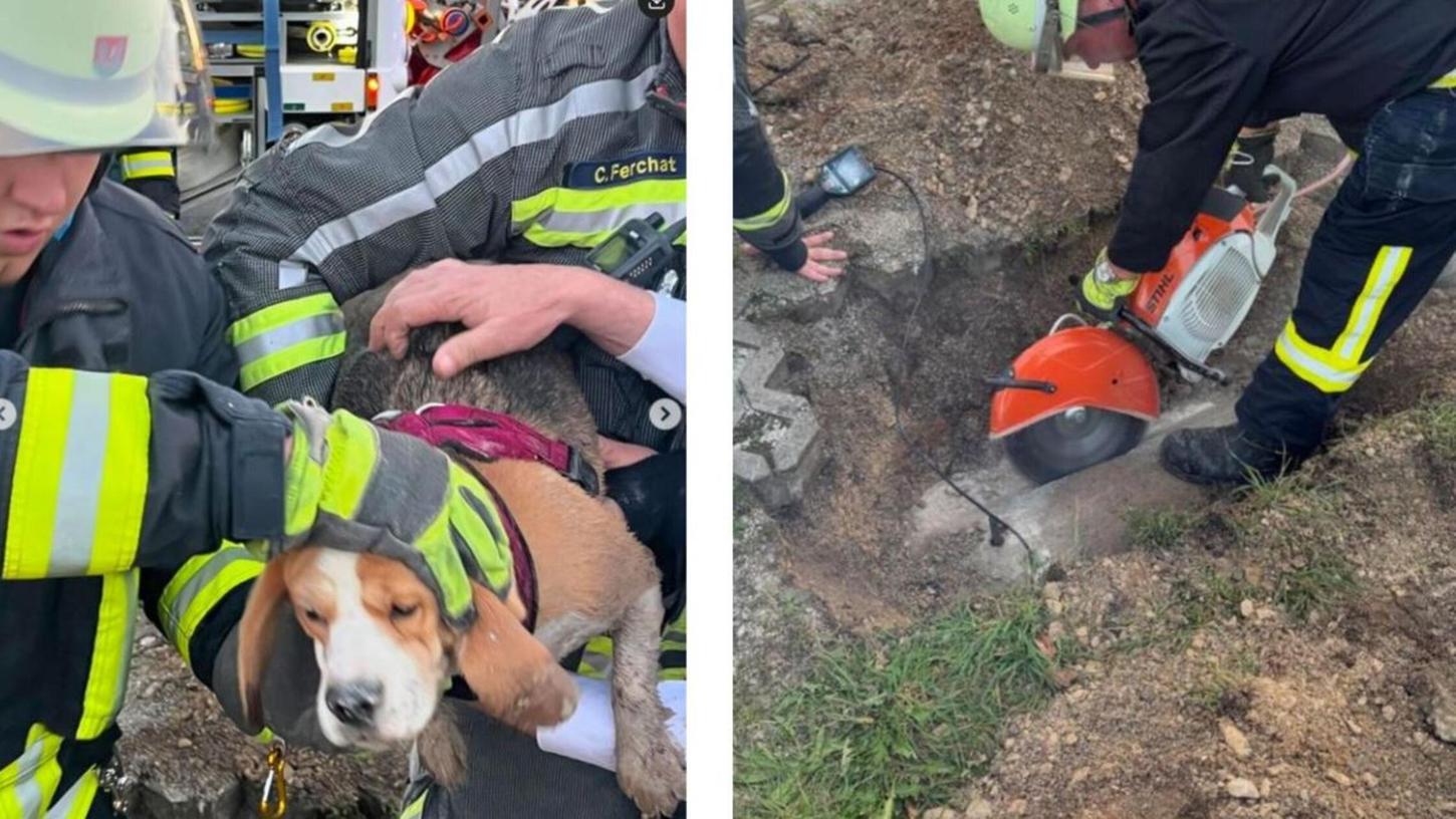 Mit einem tierischen Notfall hatte es die Feuerwehr aus Lauf zu tun. Mit einem tierischen Notfall hatte es die Feuerwehr aus Lauf zu tun.