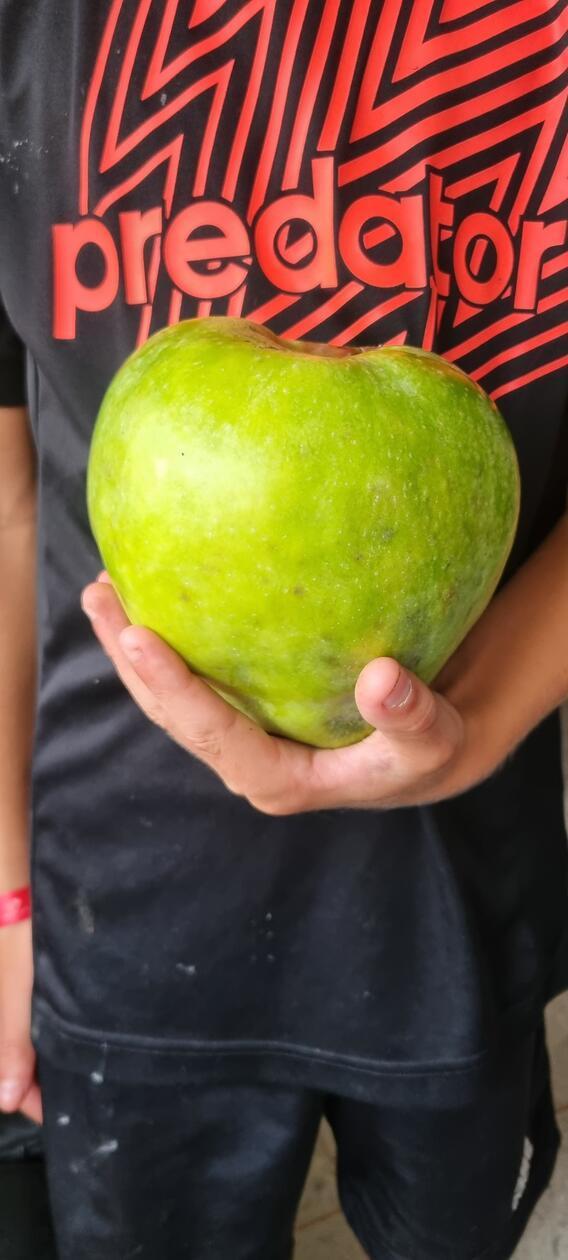 Da hat der Enkel von Elke Bayer, Elias, ganz schön was zu schleppen: Der Apfel aus dem eigenen Garten in Offenhausen hat fast ein Kilo.