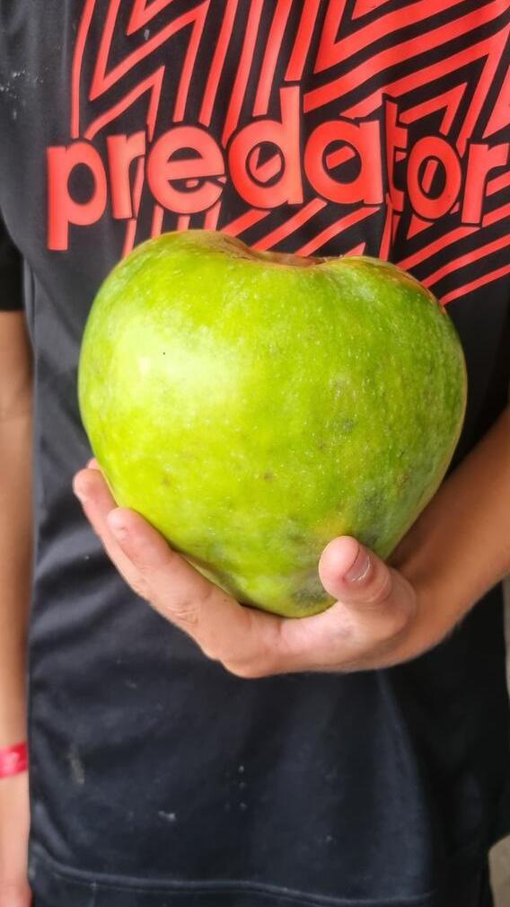 Da hat der Enkel von Elke Bayer, Elias, ganz schön was zu schleppen: Der Apfel aus dem eigenen Garten in Offenhausen hat fast ein Kilo.