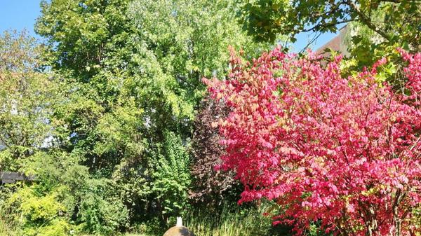 Für Manfred Pittroff ist der Bereich hinter dem Hersbrucker Sparkassengebäude sein persönlicher "Zen-Garten". Es ist immer eine Oase der Ruhe, zum Nachdenken und Gedanken ordnen - diesmal schon in Herbstfarben getaucht.