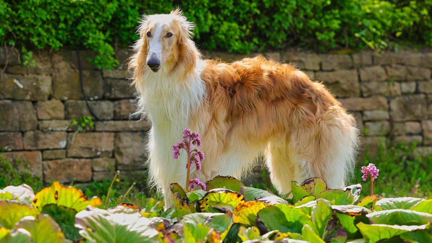 Russischer Windhund Sechs L sungen F r Ihr Kreuzwortr tsel russischer-windhund-sechs-l-sungen-f-r-ihr-kreuzwortr-tsel