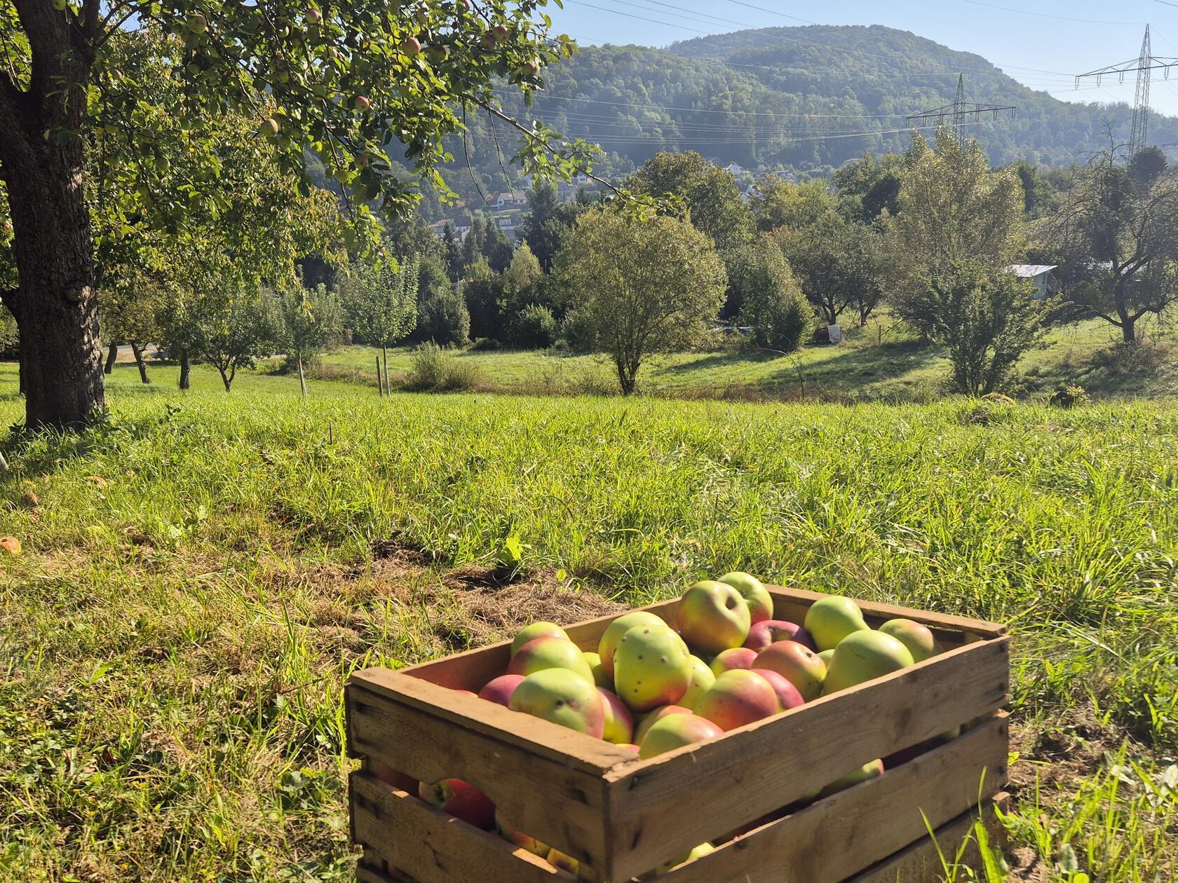 Erntezeit: Ein Foto der Apfelernte in Happurg, aufgenommen von unserer Leserfotografin Michaela Sörgel.