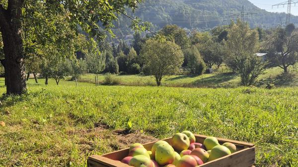 Erntezeit: Ein Foto der Apfelernte in Happurg, aufgenommen von unserer Leserfotografin Michaela Sörgel.