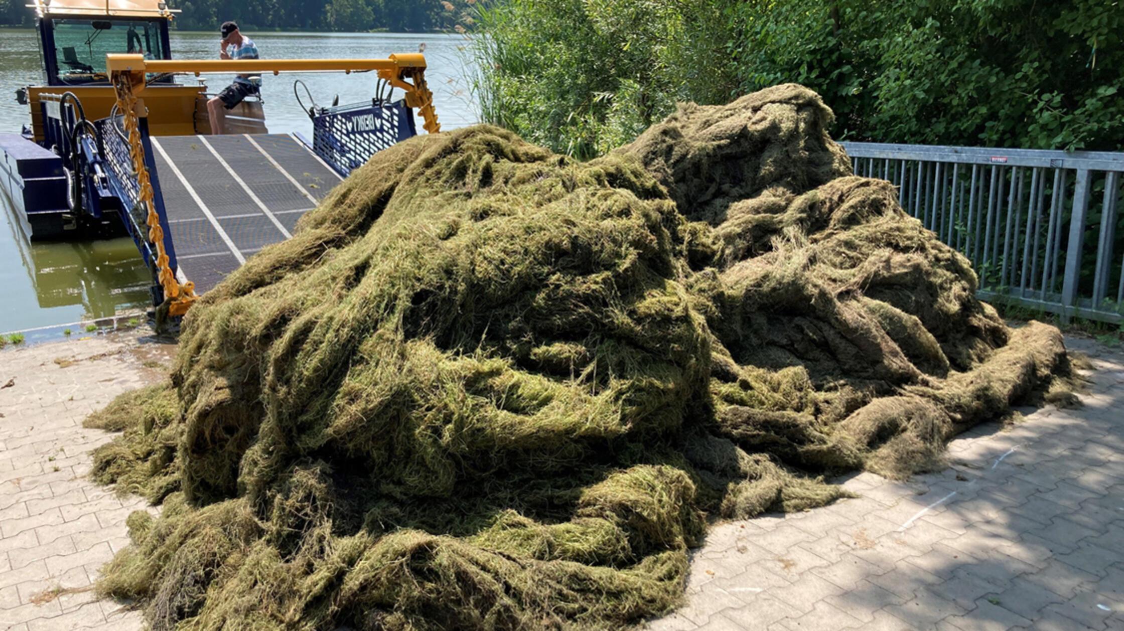 Mehr als 50 Tonnen entwässerte Pflanzenmasse hat d