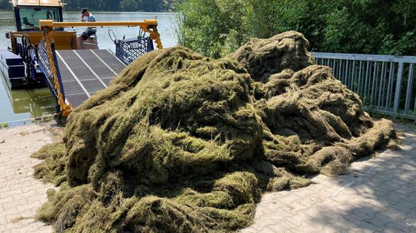 Mehr als 50 Tonnen entwässerte Pflanzenmasse hat d