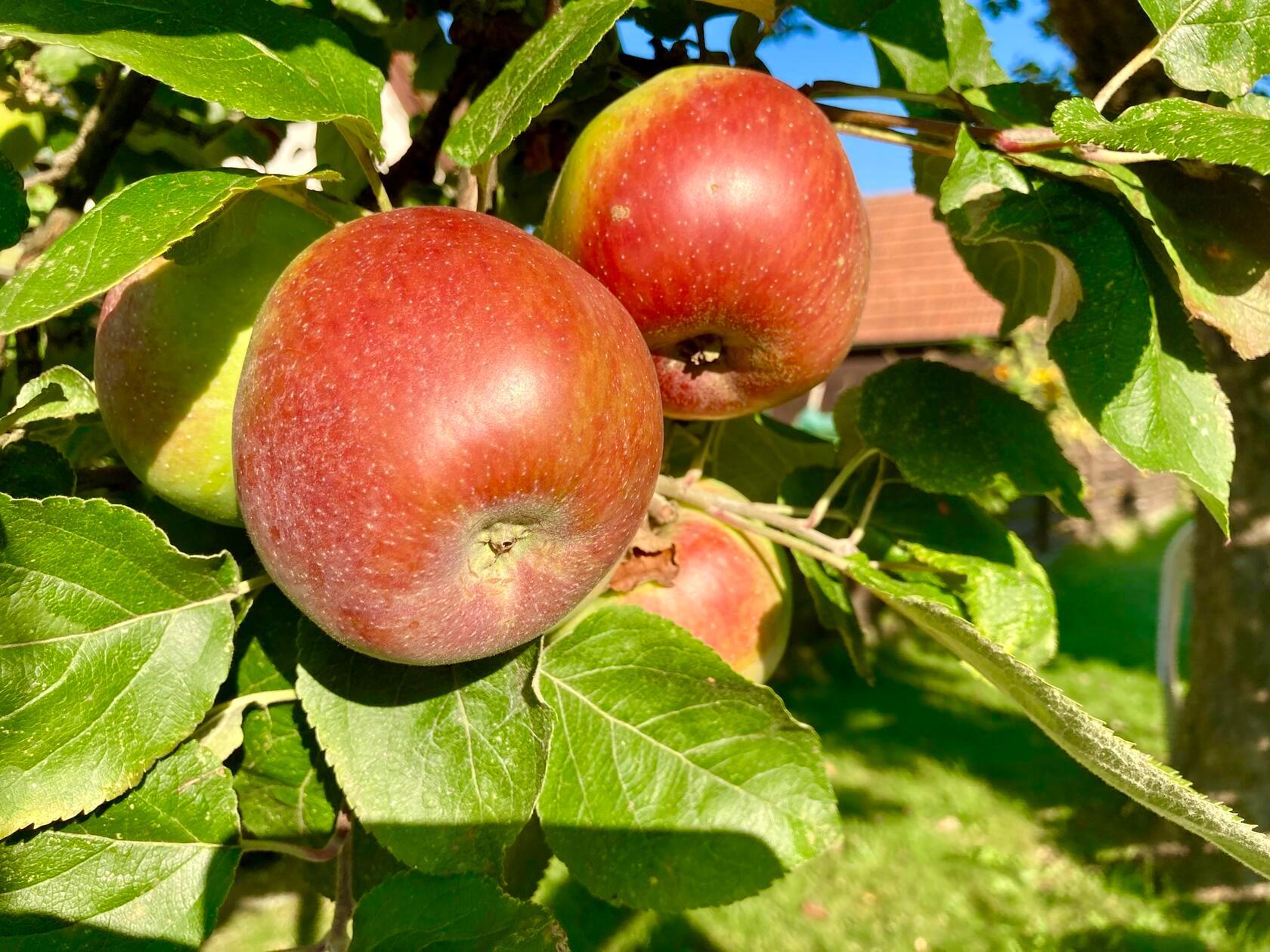 "Das Gold in unserem Garten!", beschreibt unser Leserfotograf Ekkehard Ruthart seine Apfelernte.