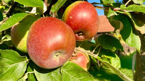 "Das Gold in unserem Garten!", beschreibt unser Leserfotograf Ekkehard Ruthart seine Apfelernte.